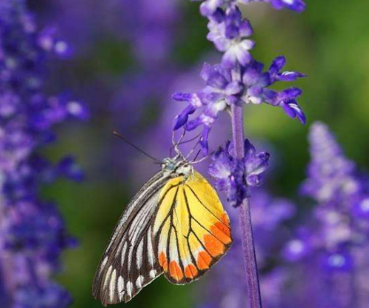 患上了脱发怎么办